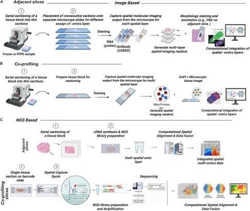 Multimodal spatial omics: From data acquisition to computational integration