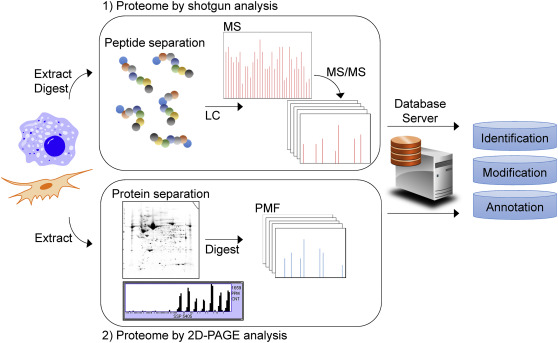 Recent advances in mass spectrometry-based approaches for proteomics and biologics: Great contribution for developing therapeutic antibodies