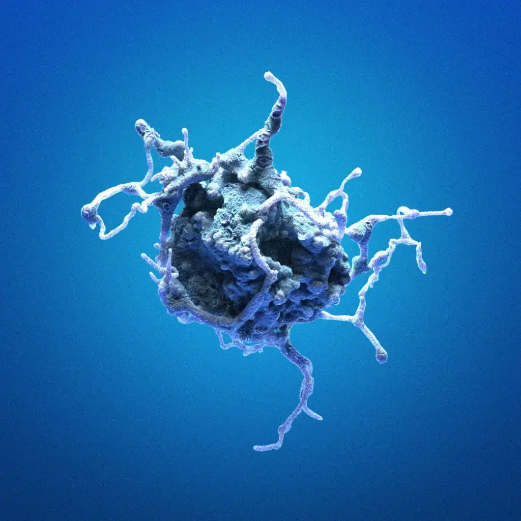 HK-CRISPR-CAP-H-mEGFP Cells