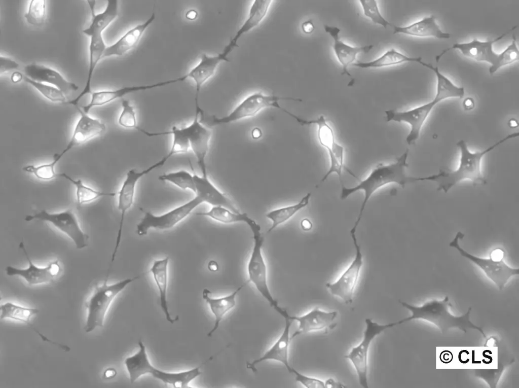 NRK-IBB-DiHcRed1 Cells